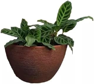 Vaso De Planta Para Parede Meia Lua Vertical Jardim M (marrom)