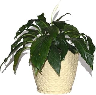 Vaso Planta Decorativo Jardim Polietileno Cone Diamante 23x19 Cor: Bege