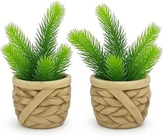 Conjunto Vaso Terracota Suculenta Tendência Design Luxo Moderno