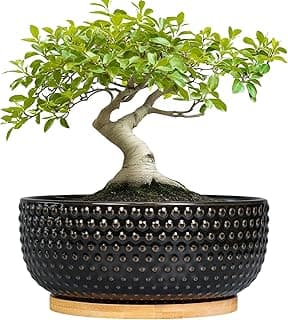 Vaso de árvore de bonsai – vasos de suculentas de cerâmica de 20 cm com drenagem e bandeja de plantas, tigela rasa redonda boho para plantas de interior, decoração de escritório, presente de